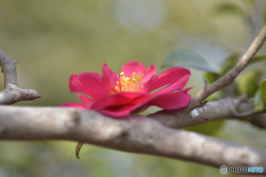 枝の上の花