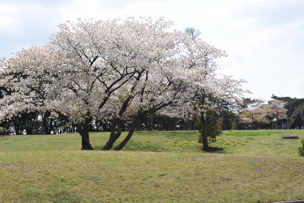 見ごろ