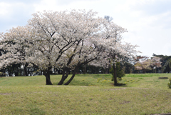 見ごろ