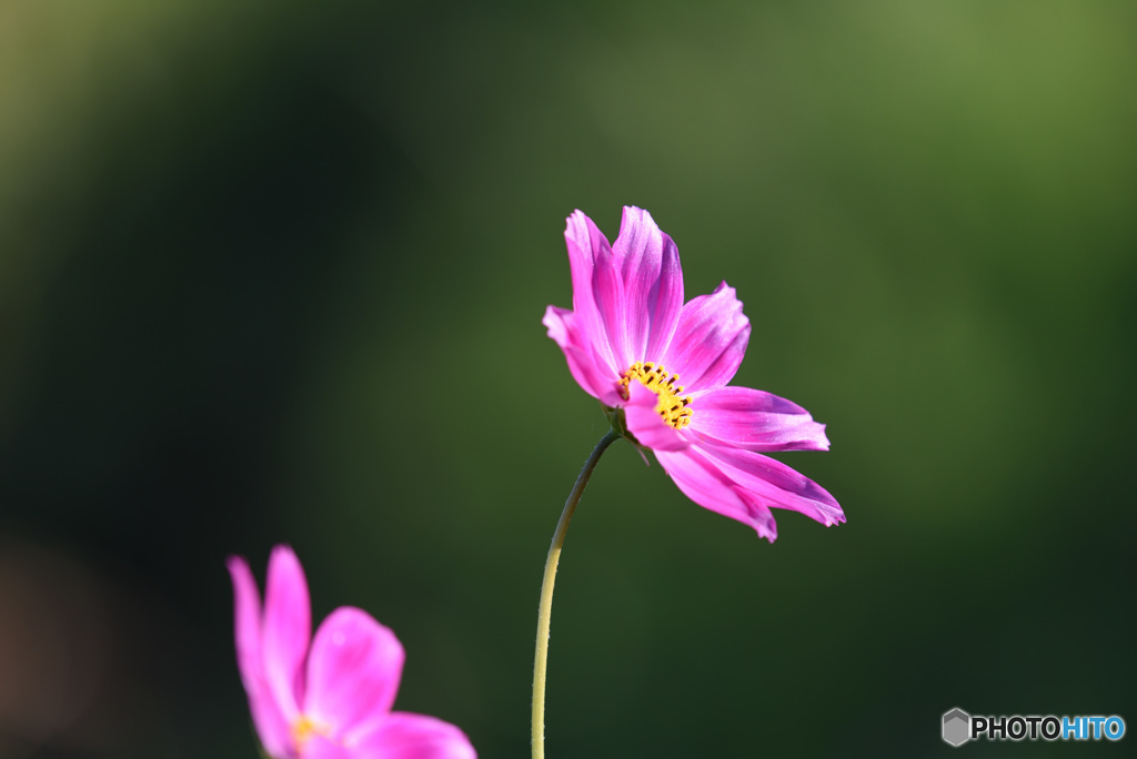 秋桜