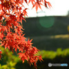 公園のモミジ