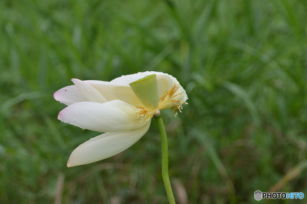 綺麗に散りたい