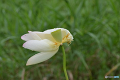 綺麗に散りたい