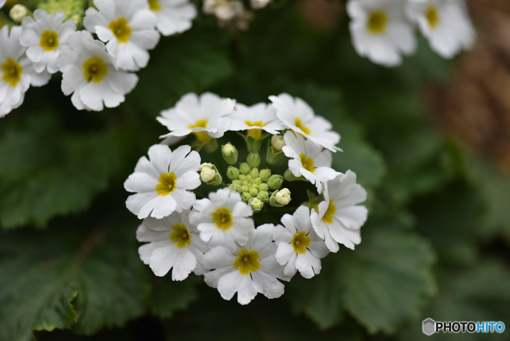 プランターの花　②