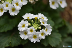 プランターの花　②