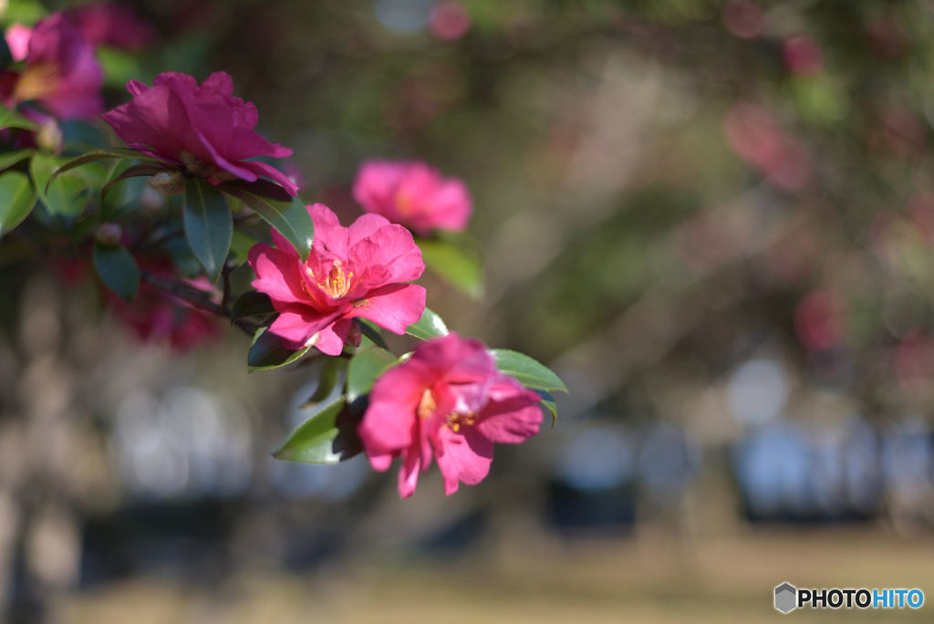 9121　山茶花　