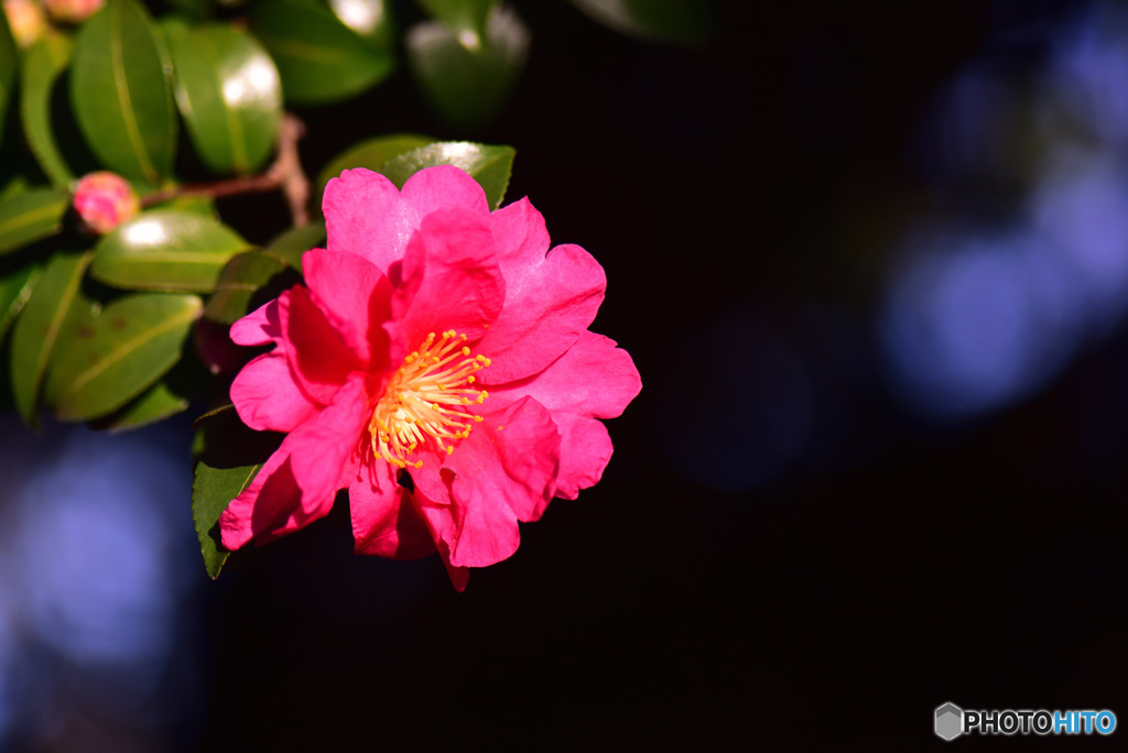 山茶花　⑤