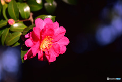 山茶花　⑤