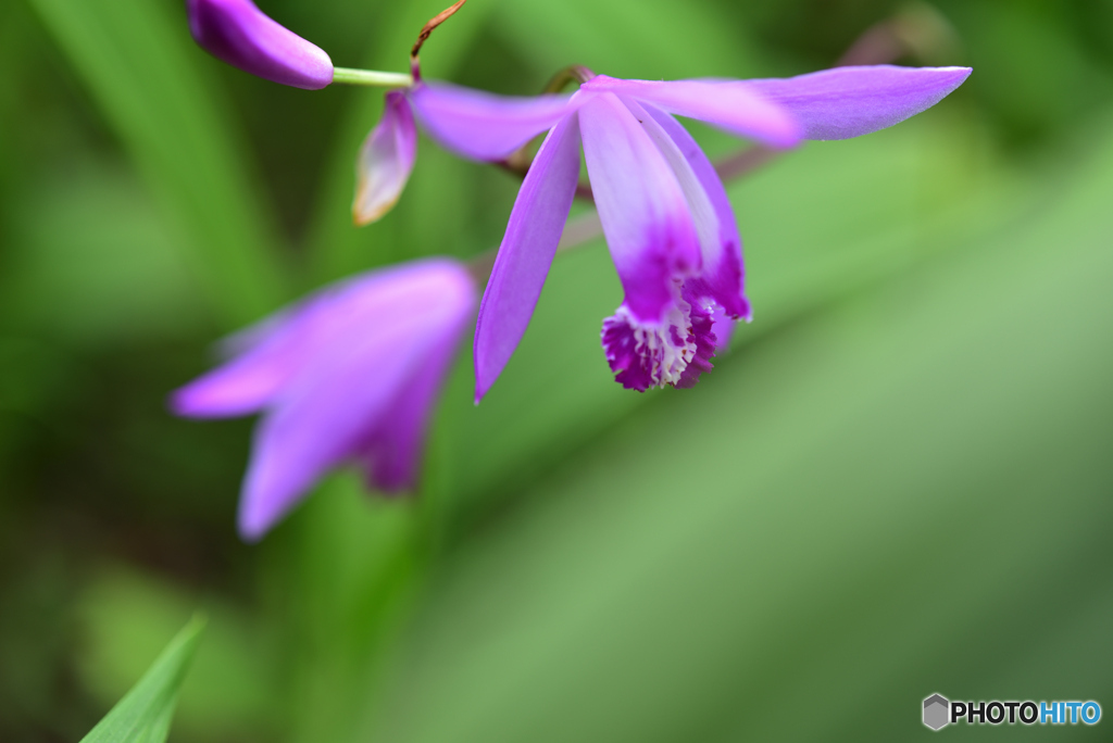 今ごろ咲くかな～　