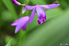 今ごろ咲くかな～　