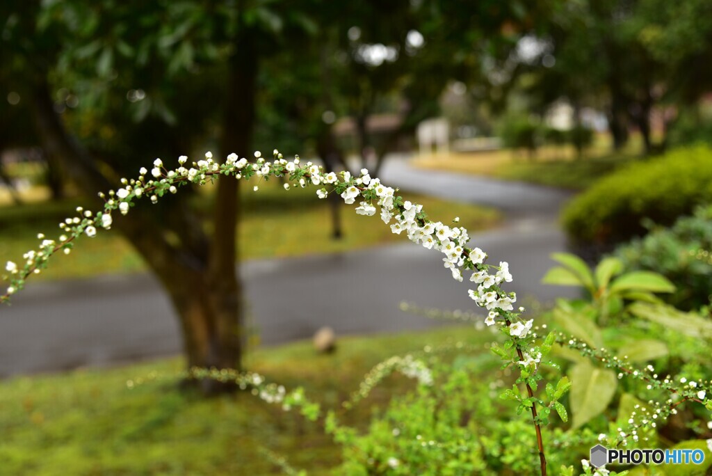 ユキヤナギと公園 