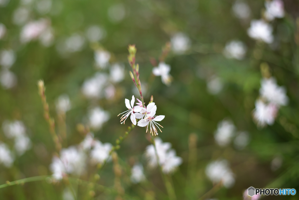 白い花たち