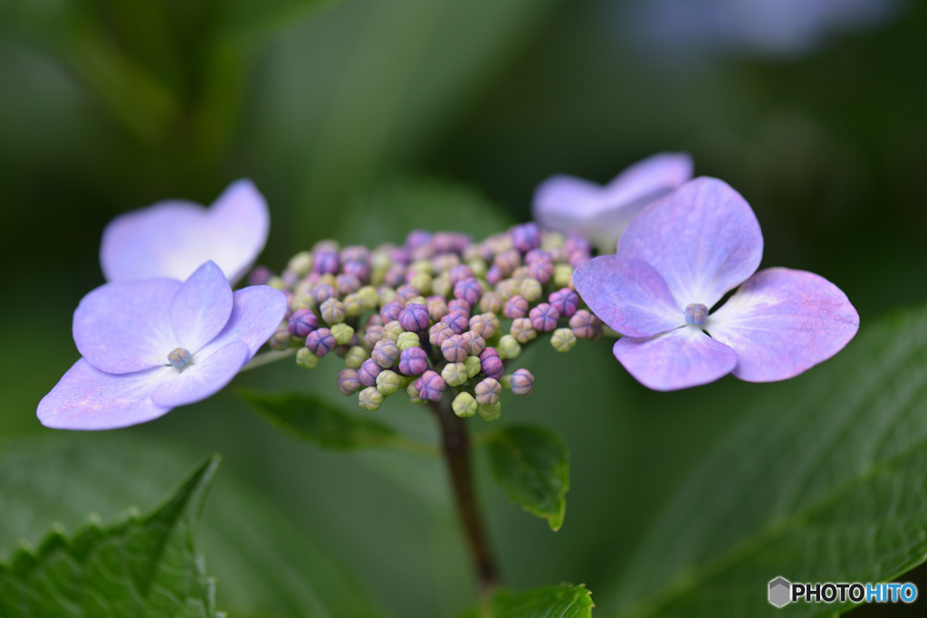紫陽花～⑤