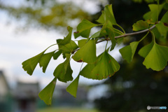 色ずく前のイチョウ 色ずく前のイチョウ