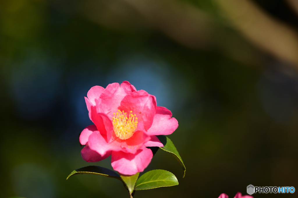 山茶花②
