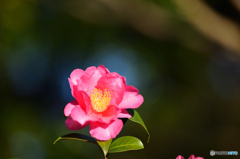 山茶花②