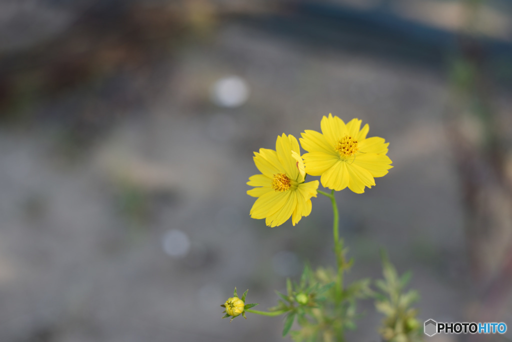 黄花姉妹