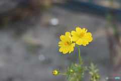 黄花姉妹