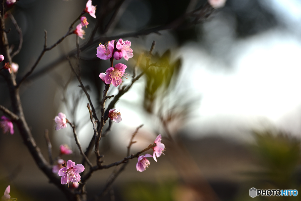 梅の花　