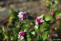 沈丁花