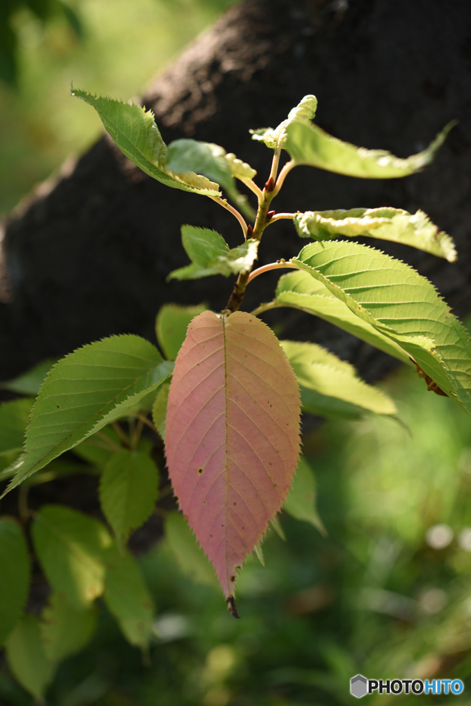 桜の葉