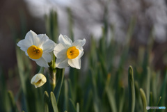 水仙　③