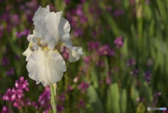 DSC_0066　美白美人