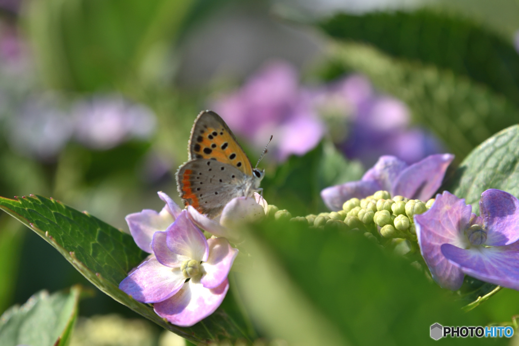紫陽花に蝶
