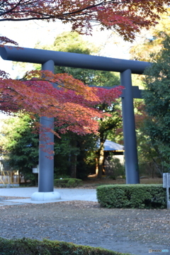 紅葉鳥居