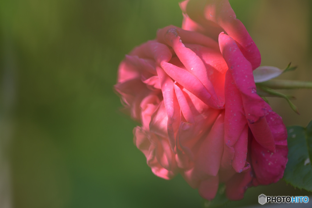 五月の薔薇