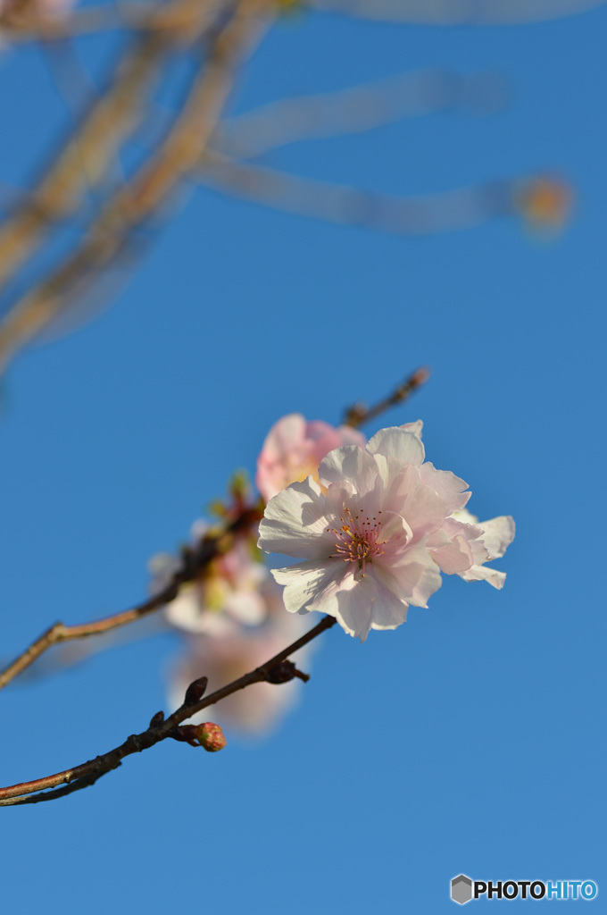 冬、桜