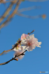 冬、桜