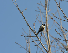 野鳥