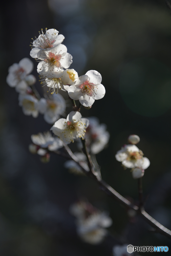 春の陽