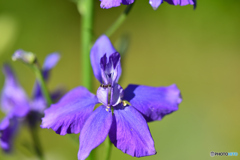 自由気ままなくらし　