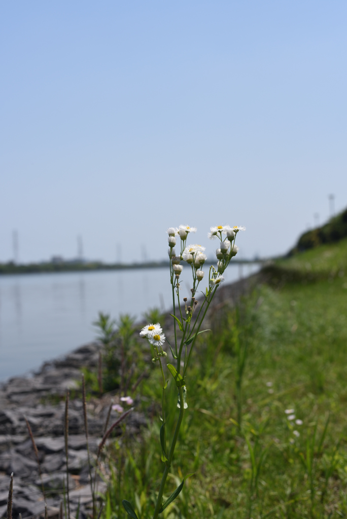 公園に花が咲く