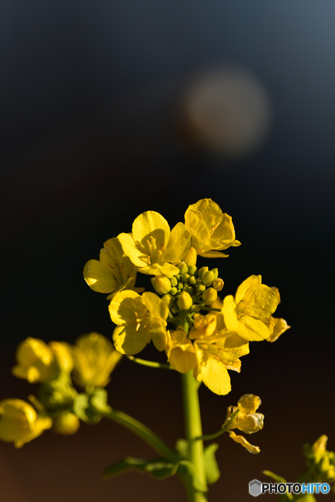 菜の花