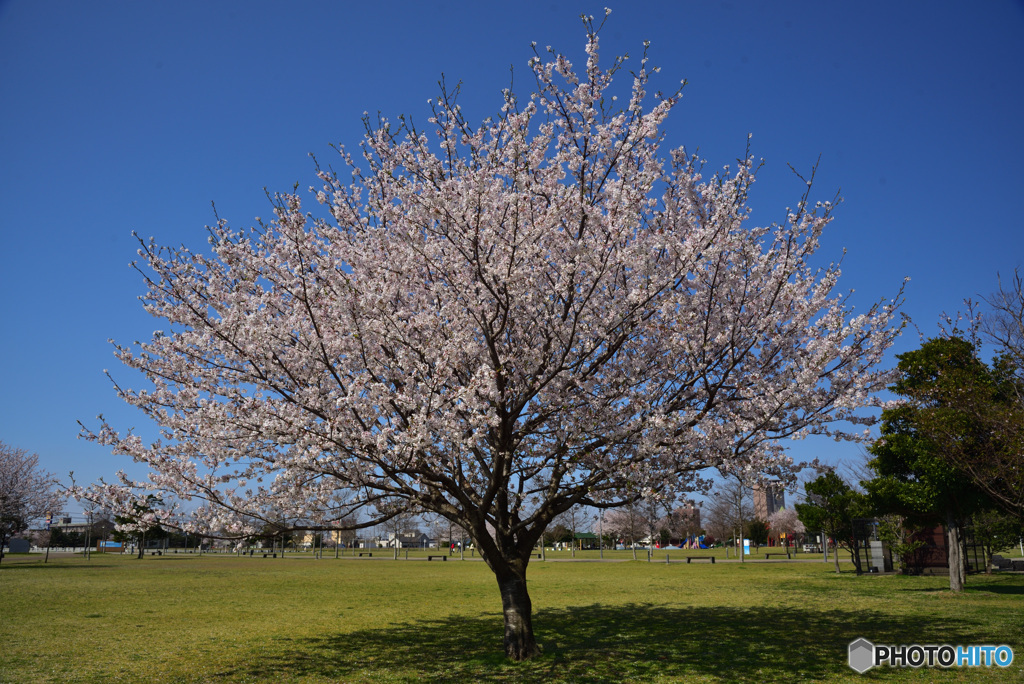 公園の桜