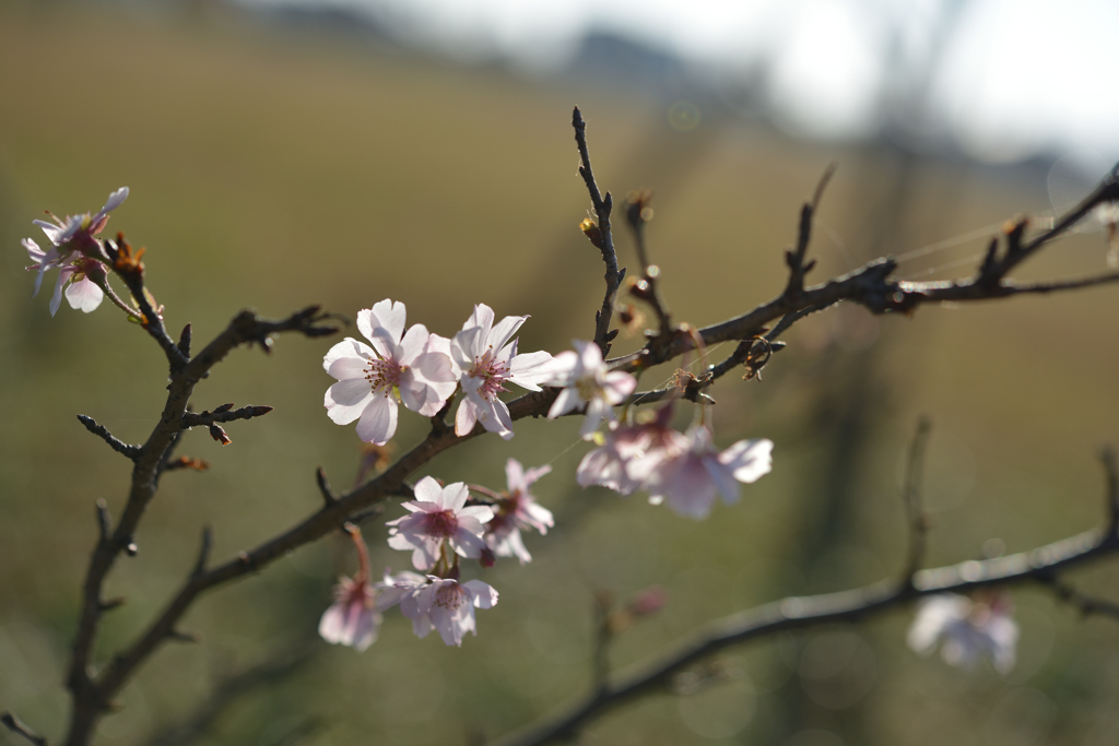 冬のサクラ 