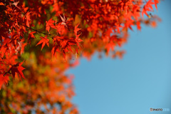 紅葉