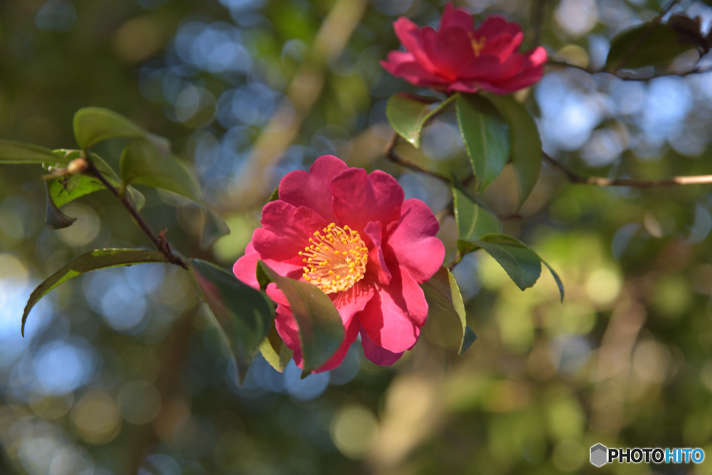 山茶花