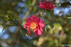 山茶花