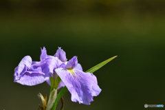 花菖蒲 ~②