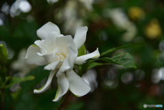 風車まみたいです