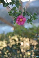 山茶花