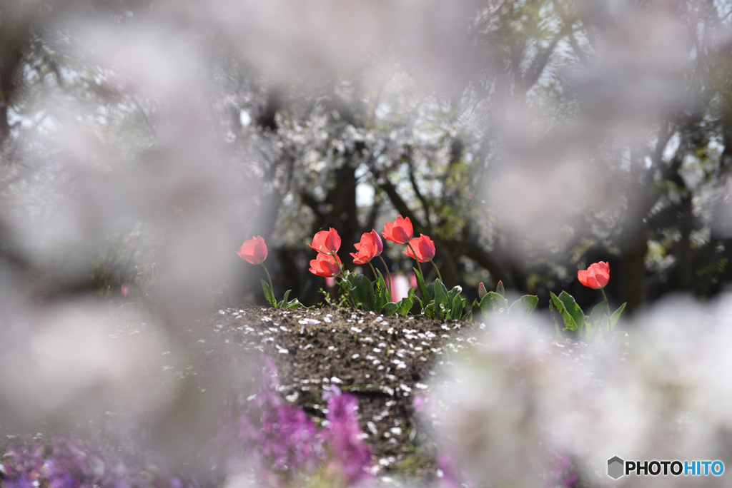 桜の花の先には