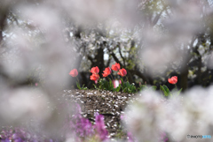 桜の花の先には
