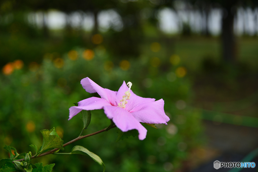 木槿