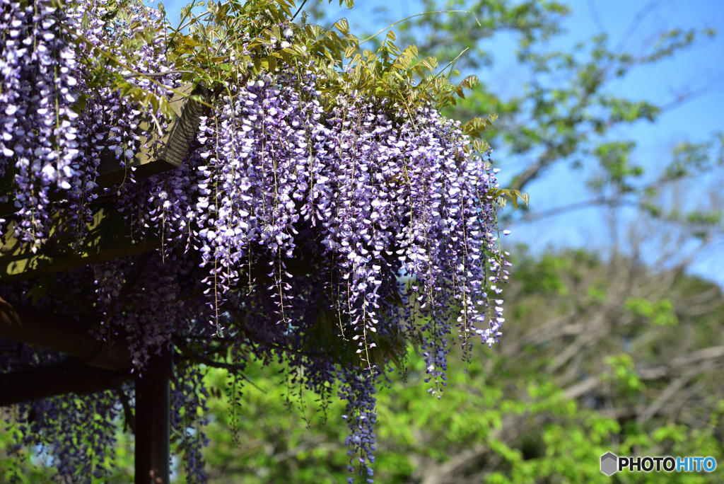 公園の藤棚