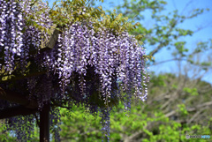 公園の藤棚